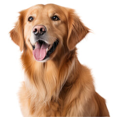 Cute Golden retriever breed dog isolated on transparent background
