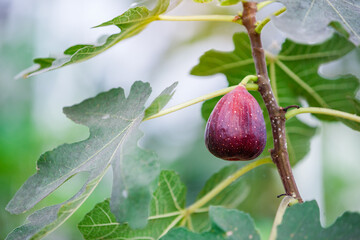 ripe fig fruit hanging on the branch of fig tree in greenhouse plantation