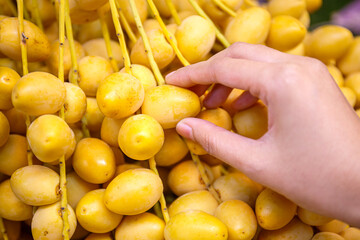 woman hand picking fresh yellow date fruit 