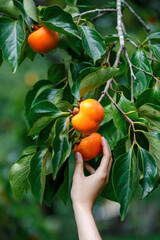 woman Hands picking Ripe Persimmons fruit hanging on  Persimmon tree 