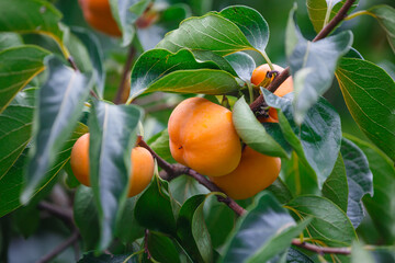 Ripe Persimmons fruit hanging on  Persimmon branch tree 