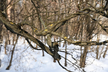an oak branch with lichen in a winter forest on a sunny day
