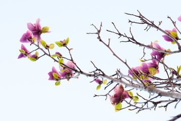 Magnolia Spring