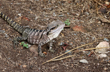 Australische Wasseragame - Australian water dragon