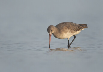 Black-tailed Godwit feeding at Eker coast of Bahrain