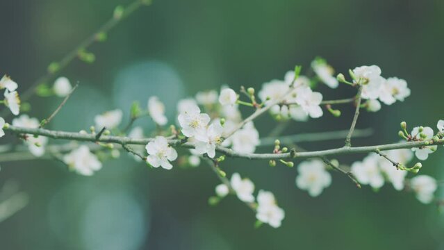 Spring Flowers. Branch Of A Purple Leaf Plum Tree Or Prunus Cerasifera. Red Brown Bark.