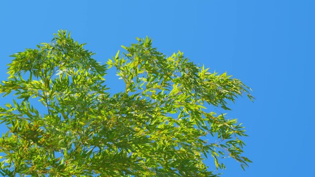 Bamboo Forest Under Blue Sky. Bamboo Trees In Park Outdoor Nature Background.