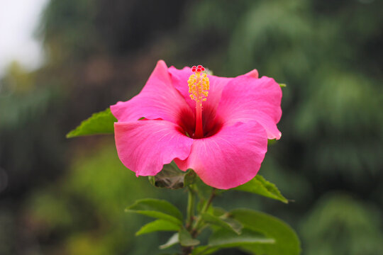 Beautiful Pink Color Hibiscus Flower. Close-Up Shot of Pink Hawaiian Hibiscus. Pink flower with green leaves.