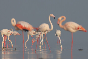 Selective focus on Greater Flamingos feeding at the back, Bahrain