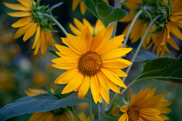 Obraz premium yellow sunflower in the garden