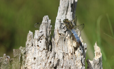 Großer Blaupfeil - Black-tailed Skimmer