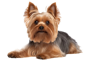 Cute Yorkshire Terrier dog isolated on transparent background