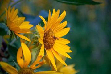 bee sipping nectar on sunflower