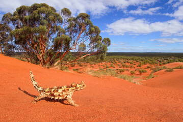 Thorny devils are found in the arid and semi-arid regions of Western Australia, the Northern...