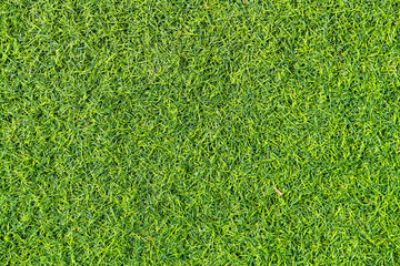 Green grass background or the naturally walls texture. Ideal for use in the design fairly.