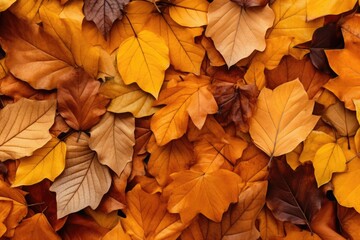 A bunch of leaves laying on the ground, suitable for nature and autumn-themed designs