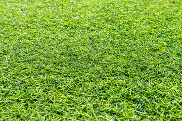 Green grass background or the naturally walls texture. Ideal for use in the design fairly.