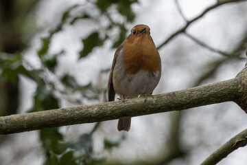 Robin red breast Erithacus rubecula perched on a branch with holly blurred in the background