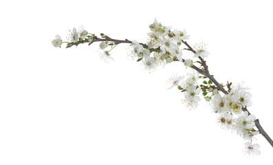 Blooming wild plum tree flowers in spring isolated on white background, with clipping path