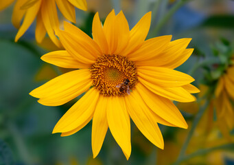 bee sipping nectar on sunflower