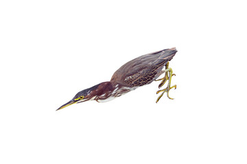 Green Heron (Butorides virescens) High Resolution Photo, on a Transparent PNG Background - 747432210