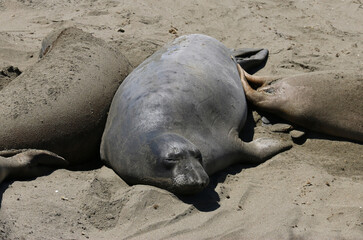 Hundsrobbe - Earless seal