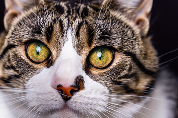 Fototapeta premium Feline Beauty: Stunning Close-Up of a Graceful Cat