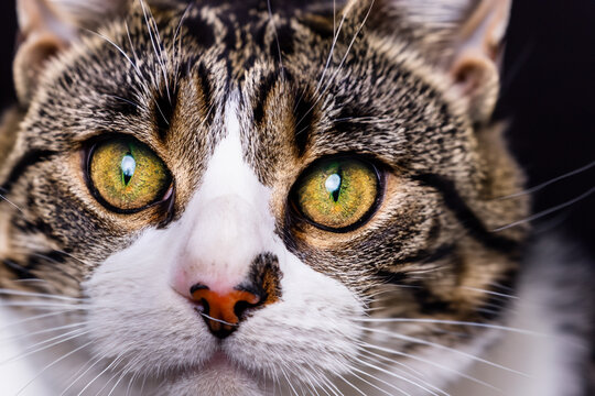 Feline Beauty: Stunning Close-Up of a Graceful Cat