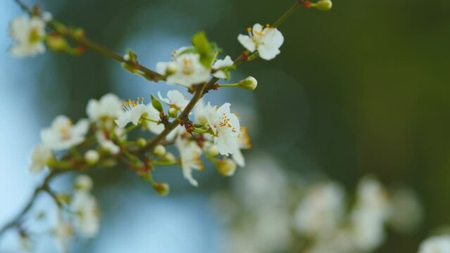 Spring Flowers. Branch Of A Purple Leaf Plum Tree Or Prunus Cerasifera. Red Brown Bark.