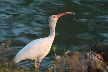 great blue heron