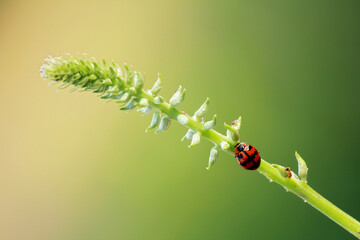 flowers in the garden