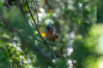 photo de pinson dans la pinède