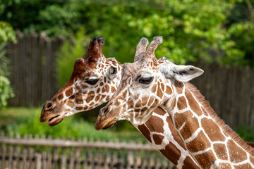 Portrait de deux girafes en gros plan