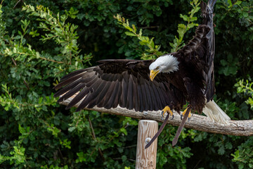Pygargue à tête blanche en vol