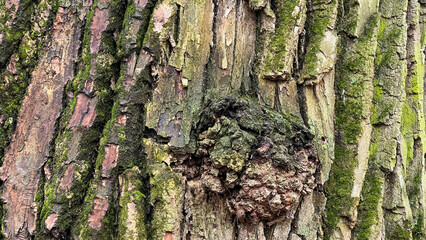 Texture of the bark of an old tree with green moss in a city park. The tree is covered with moss...
