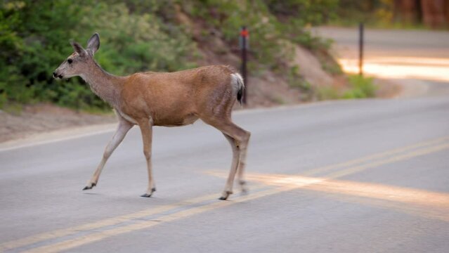 Mule Deer crossing a road in Kings Canyon National Park