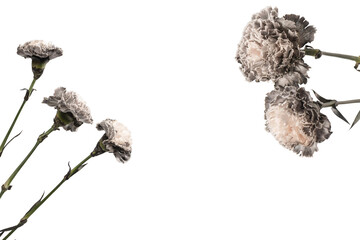 Grey carnation flower isolated on a white background.