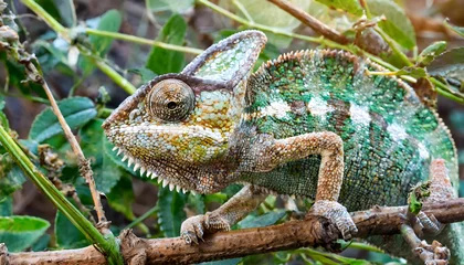 Foto op Plexiglas chameleon on a tree © Rizwanvet