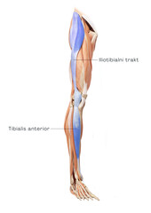 Lower part of the spiral line - tibialis anterior, iliotibial tract