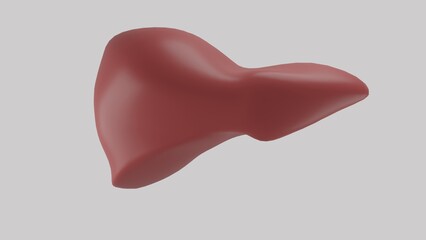 3D model of a human liver on a gray background with a kitchen utensil nearby