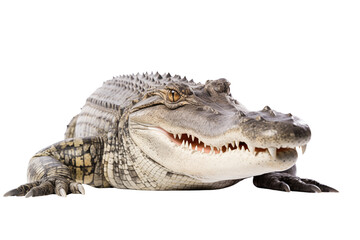 Alligator photo isolated on transparent background.
