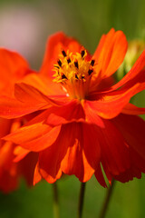 Orange flower background