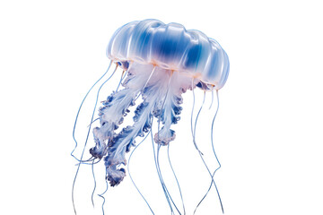 jellyfish photo isolated on transparent background.