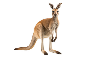 Fototapeta premium Kangaroo photo isolated on transparent background.