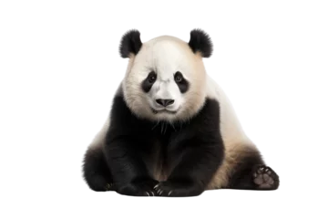 Poster panda bear photo isolated on transparent background. © kitinut