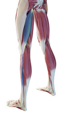 Lower part of the spiral line - fibularis longus, biceps femoris