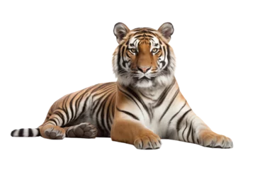 Zelfklevend Fotobehang tiger photo isolated on transparent background. © kitinut