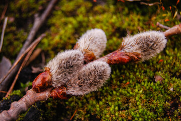 spring willow twig on forest moss