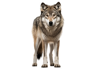 wolf photo isolated on transparent background.