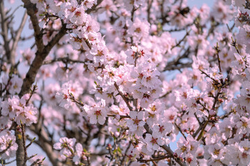 closeup of blooming almond tree in spring